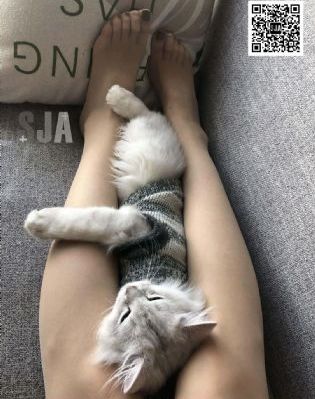 七人乐队国语